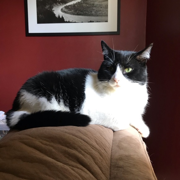 Meet your Posher, Victoria - Picture 3 of 6